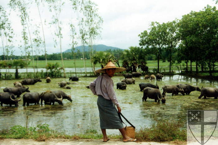 [A herdsman in Burma (Myan...]